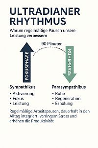 Ultradianer Rhythmus
